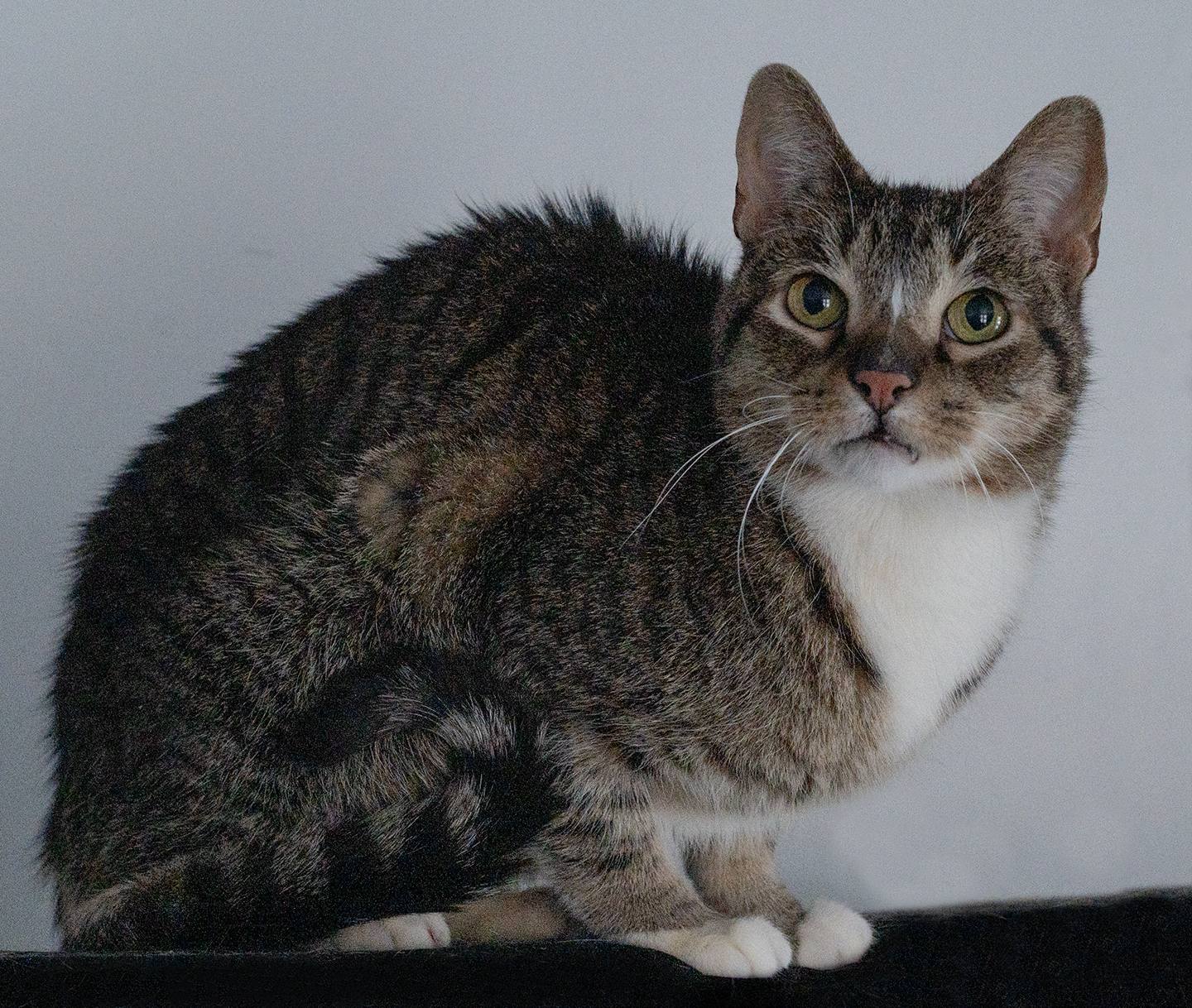 Top Cat Sanctuary cat photo